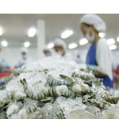 processing-room-for-shrimps
