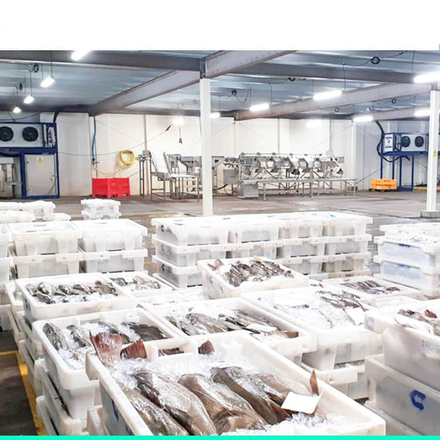 Fish Cold Storage