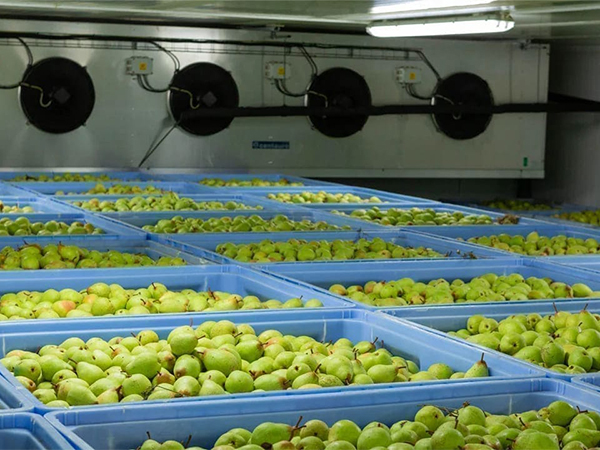 a freddo-per-vegetabili e fruit