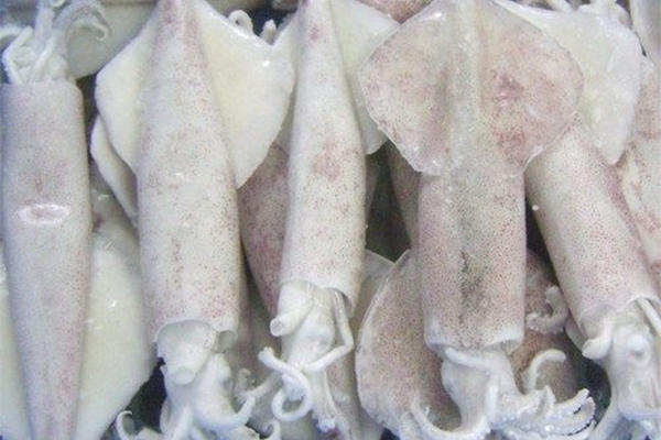 Squid-Octopus-Solutions