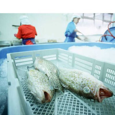 fish-process-cold-room