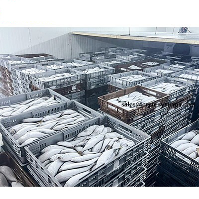 Fish Cold Room